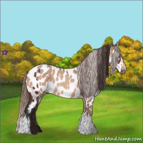 Horse Color:Bay Appaloosa and Amber Champagne Appaloosa