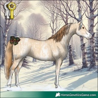 Horse Color:White Spotted Red Dun Rabicano  and White Spotted Red Dun Rabicano 