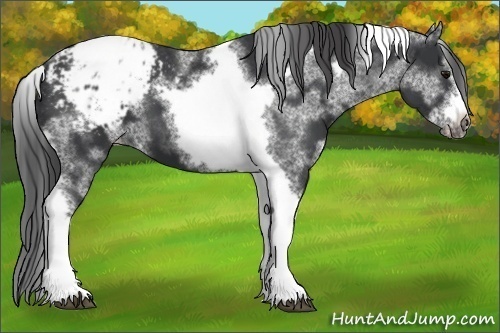 Horse Color:White Spotted Black Splash Tobiano Frame Appaloosa 