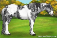 Horse Color:White Spotted Black Splash Tobiano Frame Appaloosa 