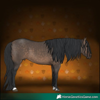 Horse Color:Brown Dun 