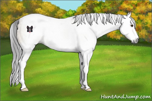 Horse Color:Gray White Spotted Brown Dun Splash 