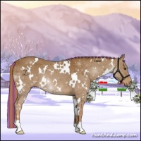 Horse Color:Painted White Spotted Chestnut 