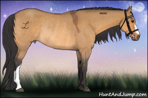 Horse Color:Bay Roan Dun Rabicano 