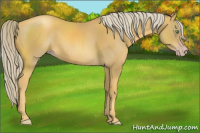 Horse Color:Gray Gold Cream Champagne 