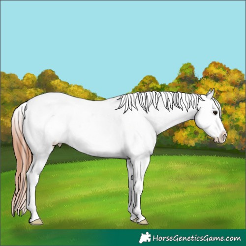 Horse Color:White Spotted Bay Roan Splash Blanket
