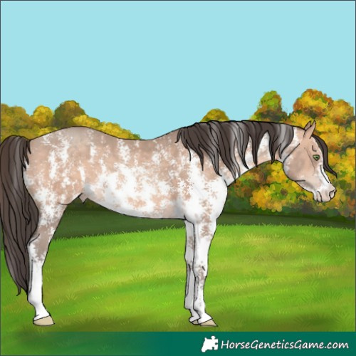 Horse Color:Amber Champagne Mushroom Sabino 