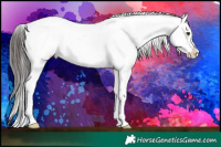 Horse Color:Liver Chestnut Appaloosa 