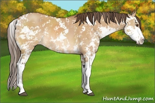 Horse Color:Bay Dun Sabino Appaloosa Rabicano 