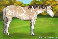 Horse Color:Bay Dun Sabino Appaloosa Rabicano 