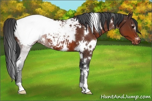 Horse Color:White Spotted Bay Snowcap