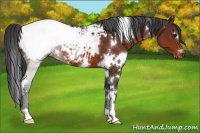 Horse Color:White Spotted Bay Appaloosa