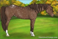 Horse Color:Liver Chestnut Snowflake Varnish 