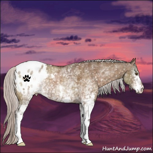 Horse Color:White Spotted Silver Brown Dun Appaloosa 