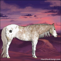 Horse Color:White Spotted Silver Brown Dun Appaloosa 