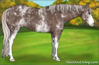 Horse Color:White Spotted Silver Black Appaloosa 