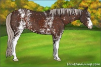 Horse Color:White Spotted Silver Brown Appaloosa