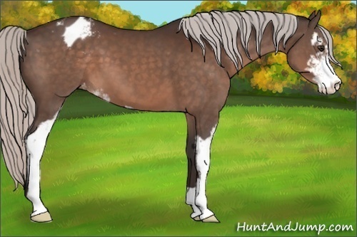 Horse Color:Silver Brown Sabino Appaloosa 