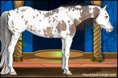Horse Color:White Spotted Buckskin Roan Splash Blanket