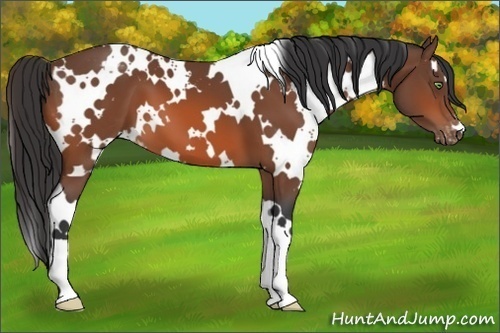 Horse Color:White Spotted Bay Appaloosa