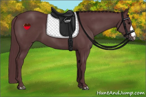 Horse Color:Chocolate Black 