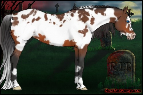 Horse Color:White Spotted Brown Frame Appaloosa 