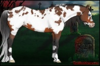 Horse Color:White Spotted Brown Frame Appaloosa 