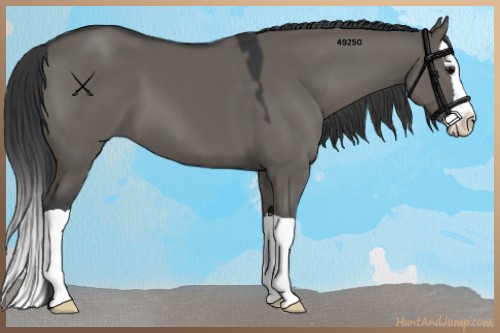 Horse Color:Grullo Splash 