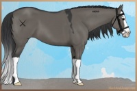 Horse Color:Grullo Splash 