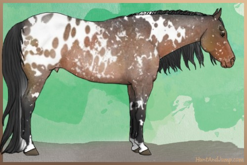 Horse Color:White Spotted Brown Roan Blanket