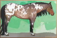 Horse Color:White Spotted Brown Roan Blanket 
