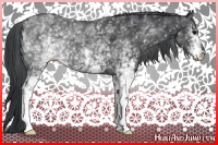 Horse Color:White Spotted Black