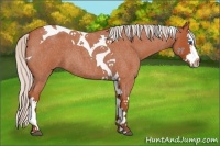 Horse Color:Silver Bay Roan Splash Tobiano 