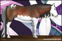 Horse Color:Brown Sabino Splash Appaloosa 