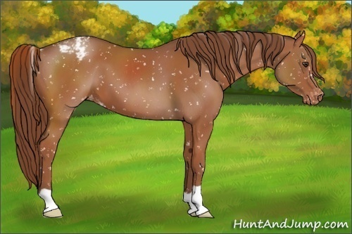 Horse Color:Chestnut Snowflake Varnish