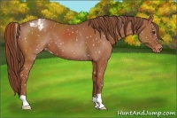 Horse Color:Chestnut Snowflake Varnish