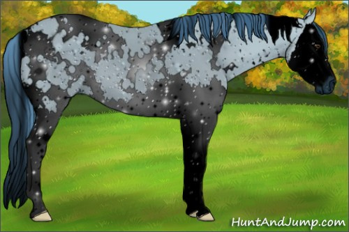 Horse Color:ERROR: UNKNOWN ANOMALY