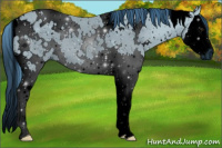 Horse Color:ERROR: UNKNOWN ANOMALY