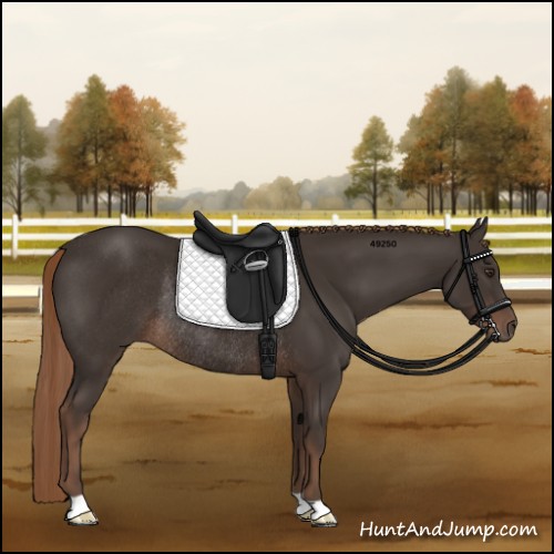 Horse Color:Liver Chestnut Rabicano 