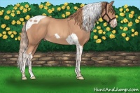 Horse Color:Gold Champagne Tobiano