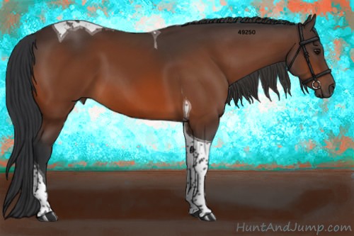 Horse Color:Bay Tobiano 