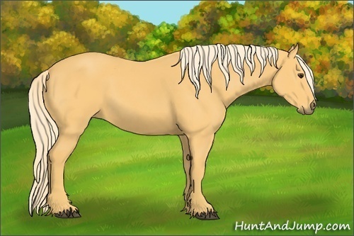 Horse Color:Palomino 