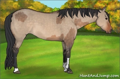 Horse Color:Bay Dun and Bay Dun