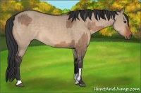Horse Color:Bay Dun  and Bay Dun 