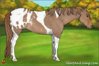 Horse Color:Liver Red Dun Tobiano Appaloosa