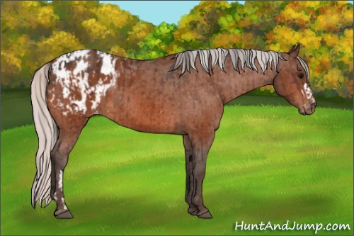 Horse Color:Bay Appaloosa  and Silver Bay Appaloosa 