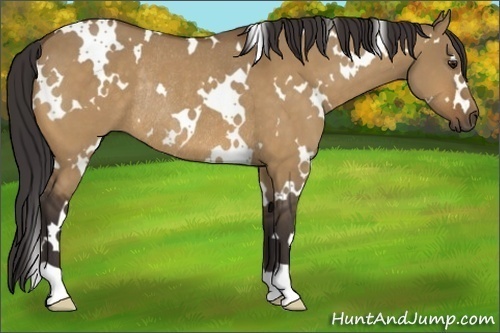 Horse Color:White Spotted Buckskin Dun Rabicano