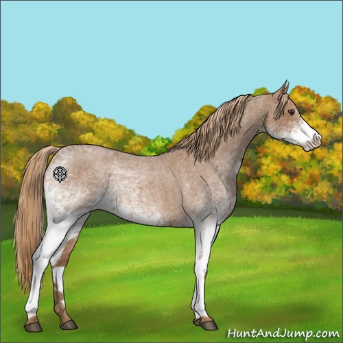 Horse Color:White Spotted Red Roan 
