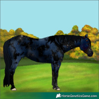 Horse Color:ERROR: UNKNOWN ANOMALY