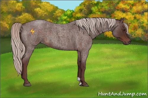 Horse Color:Chocolate Silver Brown Roan 